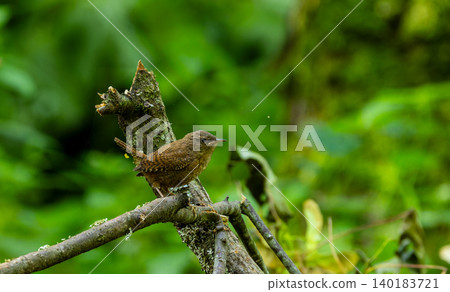Eurasian wren perching on branch in Bialowieza Forest Eurasian wren perching on branch in Bialowieza Forest 140183721