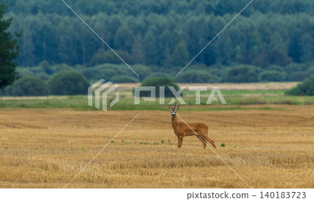 Roe deer buck standing in harvested field with forest background Roe deer buck standing in harvested field with forest background 140183723