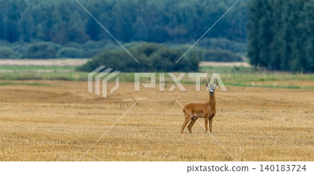 Roe deer buck standing in harvested rural field Roe deer buck standing in harvested rural field 140183724
