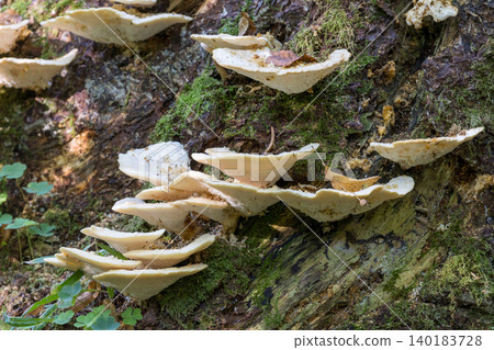 Shelf fungi growing on decaying tree trunk in Bialowieza Forest Shelf fungi growing on decaying tree trunk in Bialowieza Forest 140183728