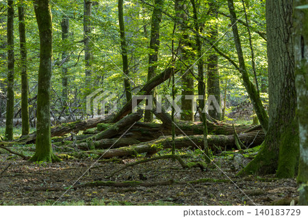 Bialowieza Forest primeval woodland with mossy logs Bialowieza Forest primeval woodland with mossy logs 140183729