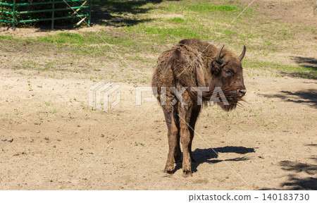 European bison standing in sandy enclosure at Gdansk Zoo 140183730