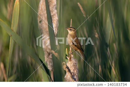 Sedge warbler perching on a cattail in wetland environment Sedge warbler perching on a cattail in wetland environment 140183734