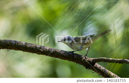 Common Whitethroat perching on tree branch in forest habitat Common Whitethroat perching on tree branch in forest habitat 140183735