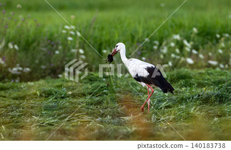 White stork hunting prey in Hajnowka meadow White stork hunting prey in Hajnowka meadow 140183738