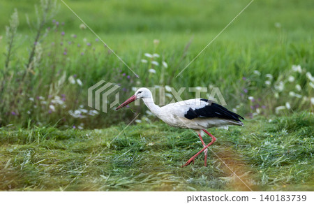 White stork collecting nesting material in a field in Podlaskie White stork collecting nesting material in a field in Podlaskie 140183739