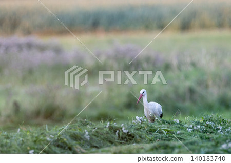White stork standing in green field in Poland White stork standing in green field in Poland 140183740