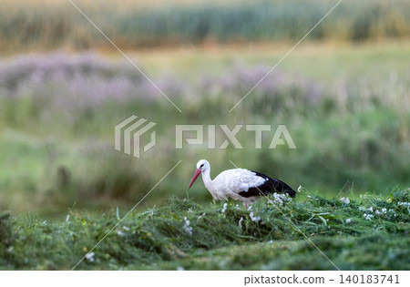 White stork foraging on fresh cut grass in Poland White stork foraging on fresh cut grass in Poland 140183741