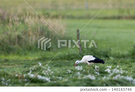 Stork foraging in green field in Hajnowka, Poland Stork foraging in green field in Hajnowka, Poland 140183746