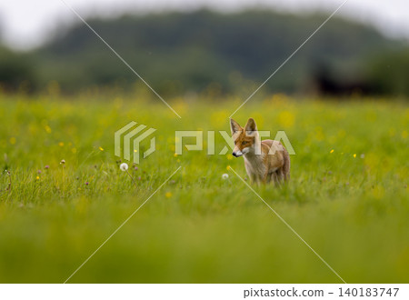 Red fox standing in green meadow in Hajnowka, Poland Red fox standing in green meadow in Hajnowka, Poland 140183747