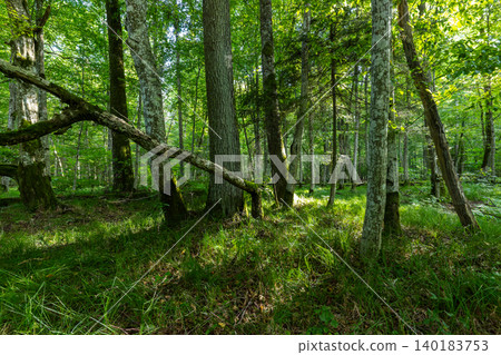 Bialowieza Forest primeval woodland with lush green trees Bialowieza Forest primeval woodland with lush green trees 140183753