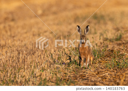 European hare sitting in golden stubble field European hare sitting in golden stubble field 140183763