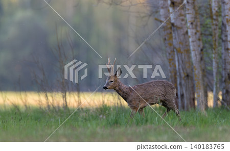 Roe deer buck walking on green meadow near forest Roe deer buck walking on green meadow near forest 140183765