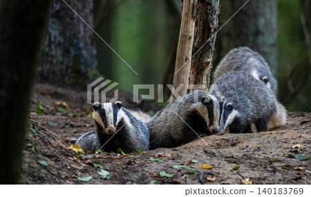 European badgers resting near den in Bialowieza Forest European badgers resting near den in Bialowieza Forest 140183769