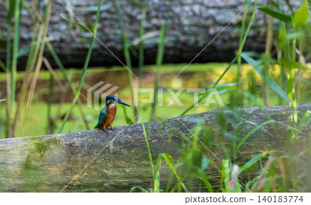 Common kingfisher perching on fallen log in Hajnowka, Poland Common kingfisher perching on fallen log in Hajnowka, Poland 140183774