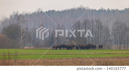 European bison herd grazing in natural environment 140183777