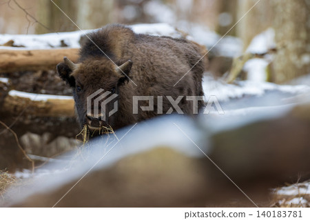 European bison eating hay in Bialowieza Forest winter European bison eating hay in Bialowieza Forest winter 140183781