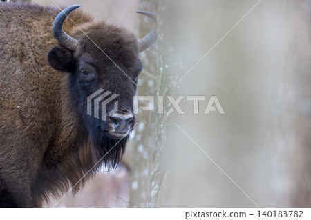 European bison standing in winter forest habitat European bison standing in winter forest habitat 140183782