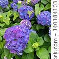 繡球 140184103