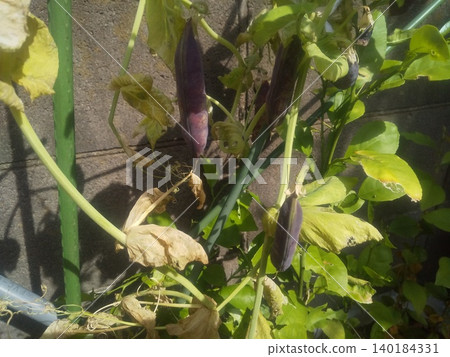 Tutankhamun Pea Purple Fruit Tutankhamun Pea Purple Fruit 140184331
