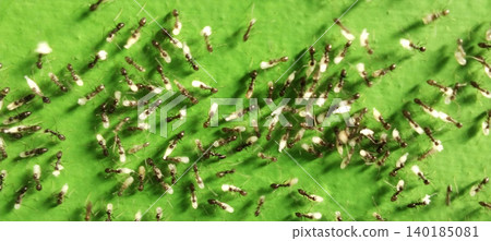 High resolution macro photo showing the activity of a colony of winged ants and termites on the surface of a green leaf. 140185081