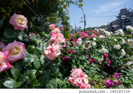 Ikuta Ryokuchi Rose Garden Access Road 140185134