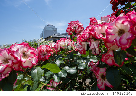 Ikuta Ryokuchi Rose Garden Access Road 140185143