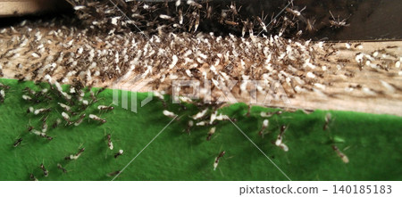 Macro photo showing a damaged colony of termites and ants gathered on a wooden surface against a background of green foliage. Macro photo showing a damaged colony of termites and ants gathered on a wooden surface against a background of green foliage. 140185183
