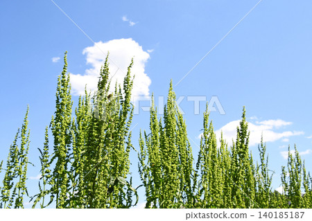 Raspberry (Yute) 140185187