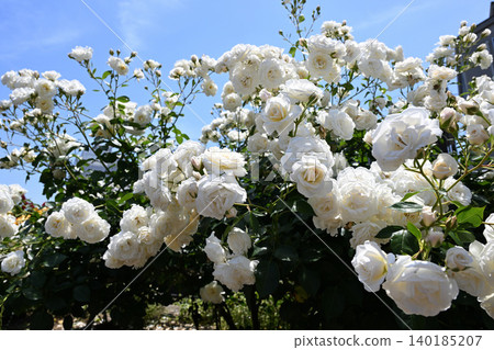 Ikuta Ryokuchi Rose Garden Access Road 140185207