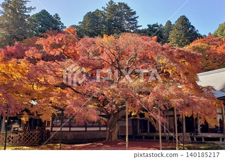 Itoshima City, Raizan Sennyoji Temple, Large Maple Tree with Autumn Leaves Itoshima City, Raizan Sennyoji Temple, Large Maple Tree with Autumn Leaves 140185217