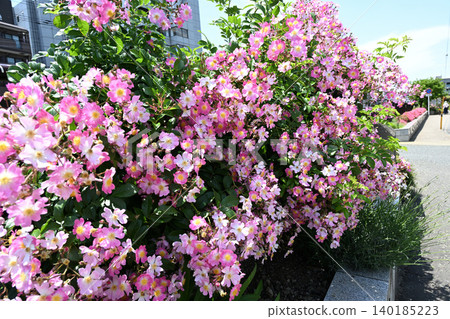 Ikuta Ryokuchi Rose Garden Access Road 140185223