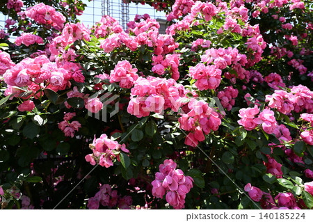 Ikuta Ryokuchi Rose Garden Access Road 140185224