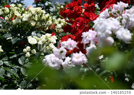 Ikuta Ryokuchi Rose Garden Access Road Ikuta Ryokuchi Rose Garden Access Road 140185259