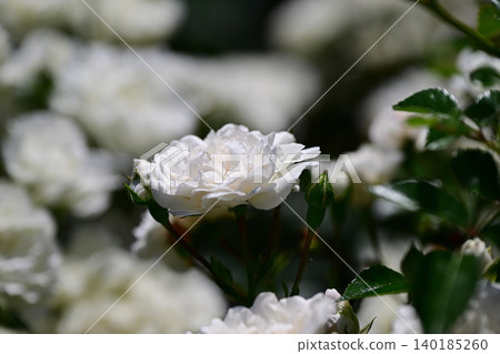 Ikuta Ryokuchi Rose Garden Access Road 140185260