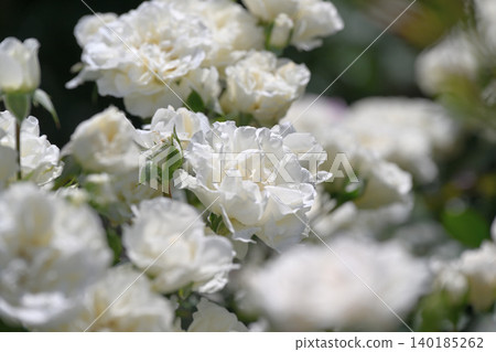 Ikuta Ryokuchi Rose Garden Access Road Ikuta Ryokuchi Rose Garden Access Road 140185262