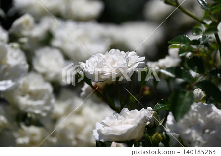 Ikuta Ryokuchi Rose Garden Access Road Ikuta Ryokuchi Rose Garden Access Road 140185263
