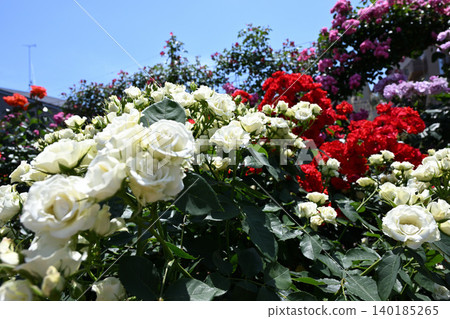 Ikuta Ryokuchi Rose Garden Access Road 140185265