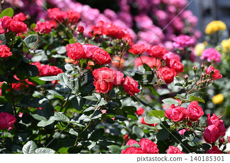 Ikuta Ryokuchi Rose Garden Access Road 140185301