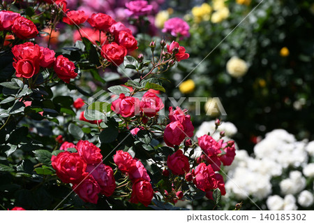 Ikuta Ryokuchi Rose Garden Access Road 140185302
