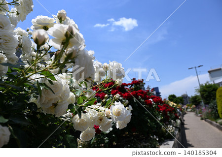 Ikuta Ryokuchi Rose Garden Access Road 140185304