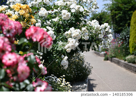 Ikuta Ryokuchi Rose Garden Access Road 140185306