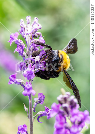 A plump, yellow-breasted bumblebee visits a pale purple flower. A plump, yellow-breasted bumblebee visits a pale purple flower. 140185327