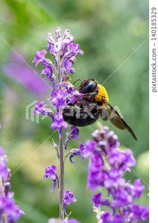 A yellow-breasted bumblebee curls its large, stocky body up to sip nectar from a flower. A yellow-breasted bumblebee curls its large, stocky body up to sip nectar from a flower. 140185329