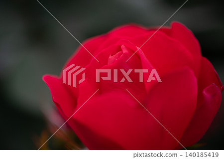 Ikuta Ryokuchi Rose Garden Access Road 140185419
