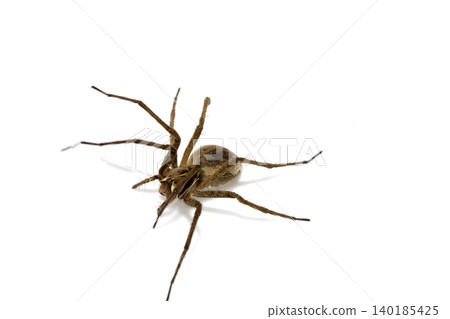 Close up of a wolf spider arachnid on a white background 140185425