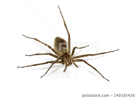Close up of a wolf spider arachnid on a white background 140185426