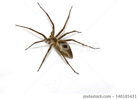 Close up of a wolf spider arachnid on a white background Close up of a wolf spider arachnid on a white background 140185431