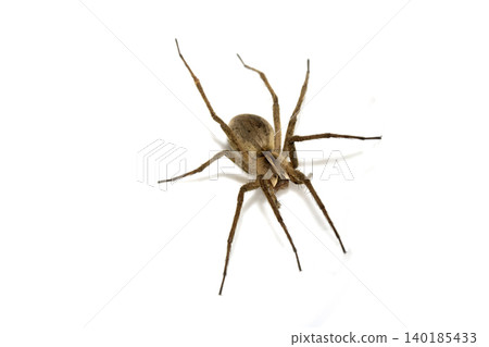 Close up of a wolf spider arachnid on a white background 140185433