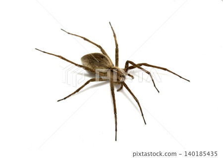 Close up of a wolf spider arachnid on a white background Close up of a wolf spider arachnid on a white background 140185435